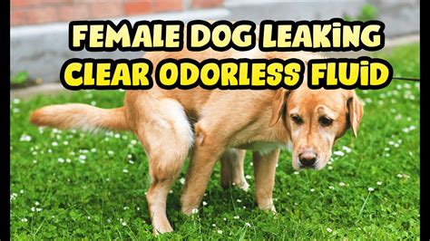 why is my dogs nipples leaking clear fluid|Female Dog Leaking Clear Fluid: Causes and Solutions